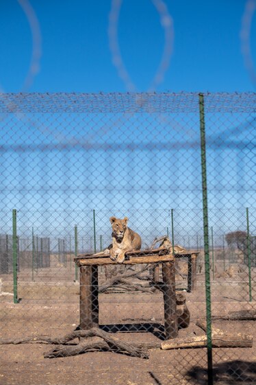 A new gene study questions the belief that South Africa’s captive lions are inbred.