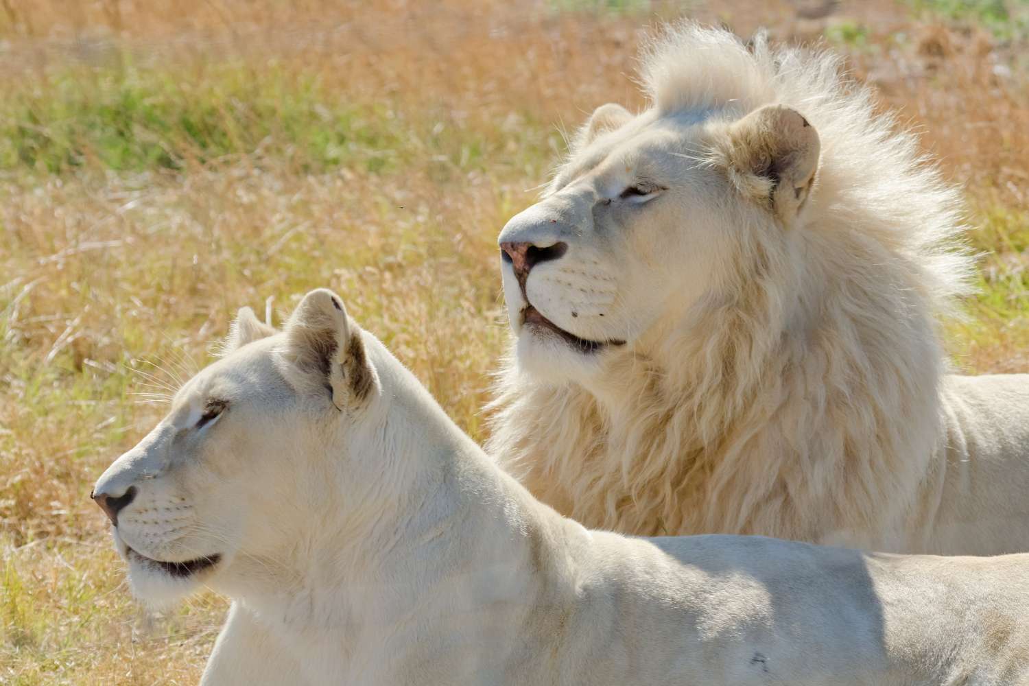 Are There White African Lions?