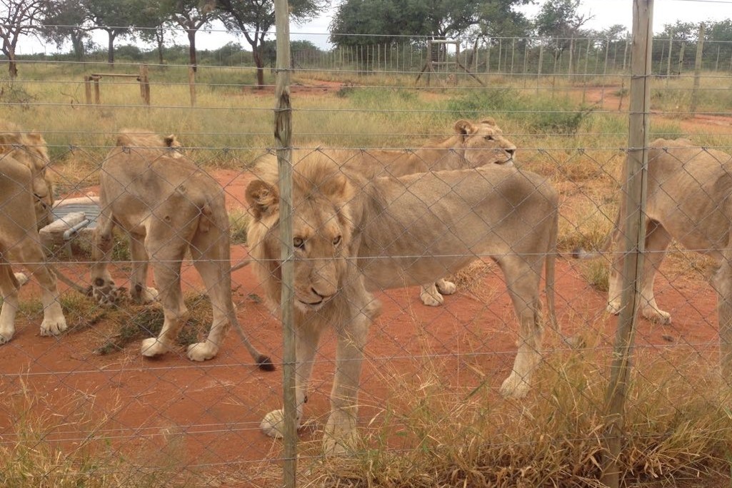 What Are The Health Risks Facing African Lions In The Wild?