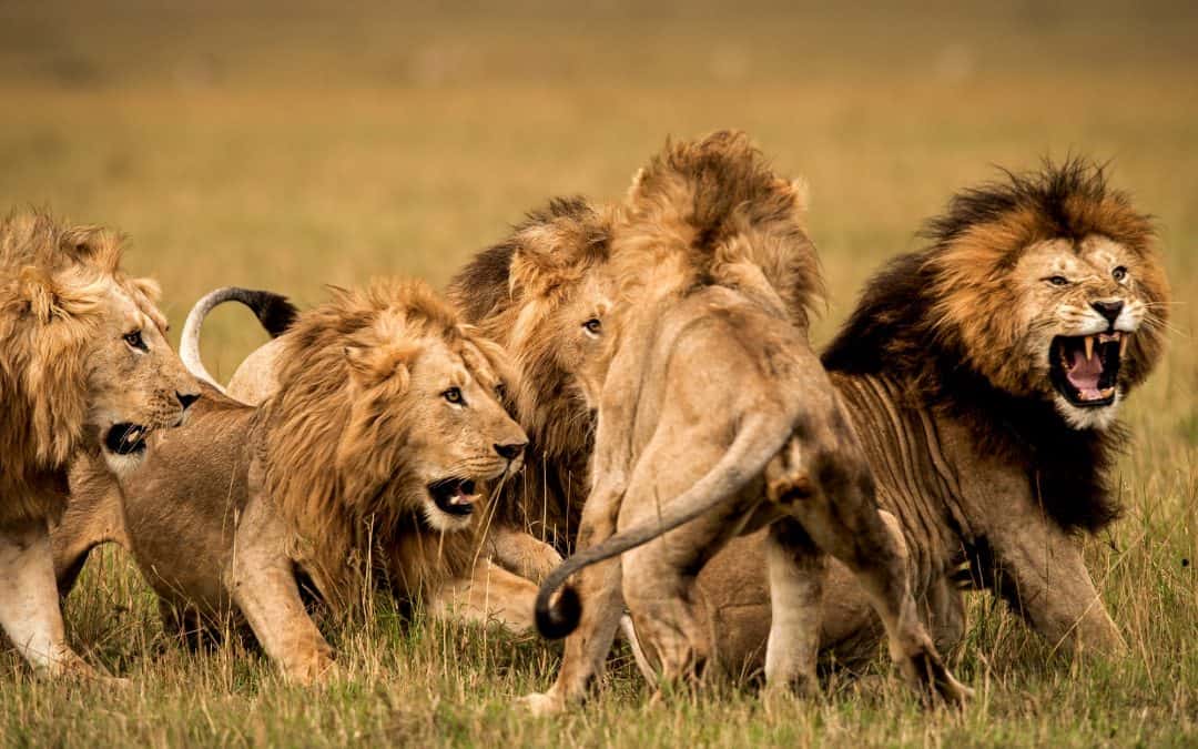 What Are The Most Famous African Lion Prides In History?