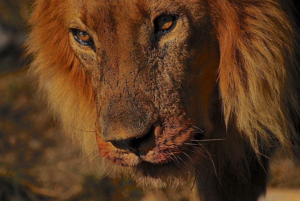 Ask The Lion Experts: How Are Lion Populations Monitored And Managed?