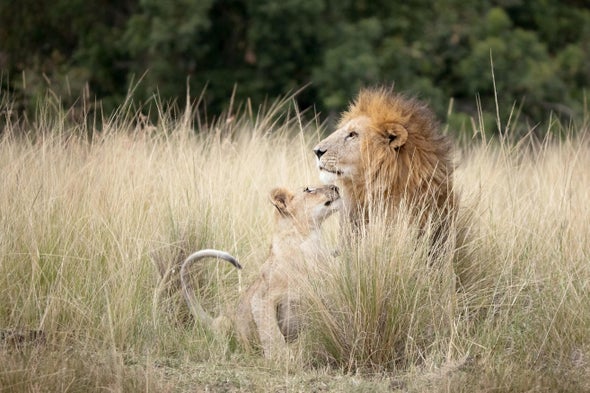 Challenges and Dangers Faced by Male Lions