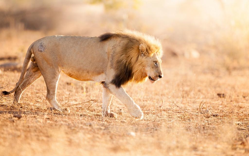 Changing Behaviour of Africas Lions: Avoiding Human Conflict