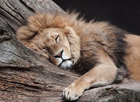 How Do Lions Sleep?