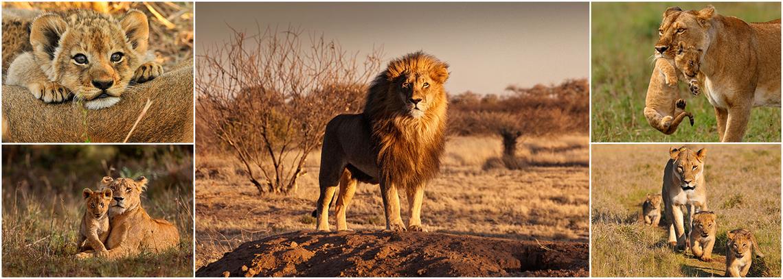 Lion Conservation In East Africa: Challenges And Solutions