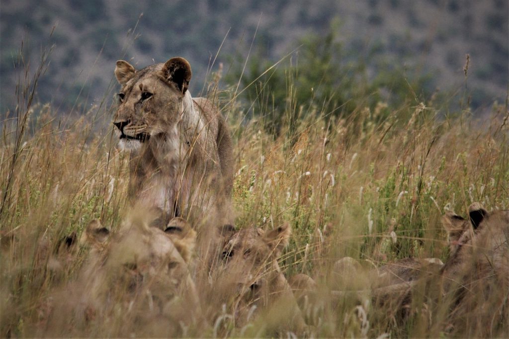 Lion Conservation Success Stories: What Made Them Work? Ask The Experts