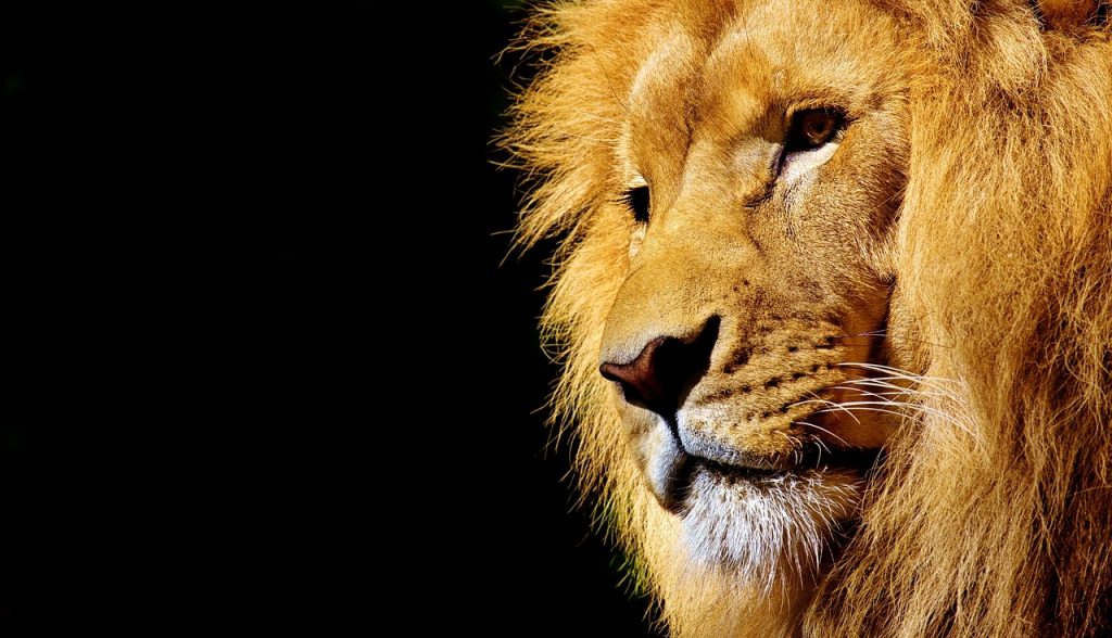 Lion Subspecies: Distinguishing The Variations