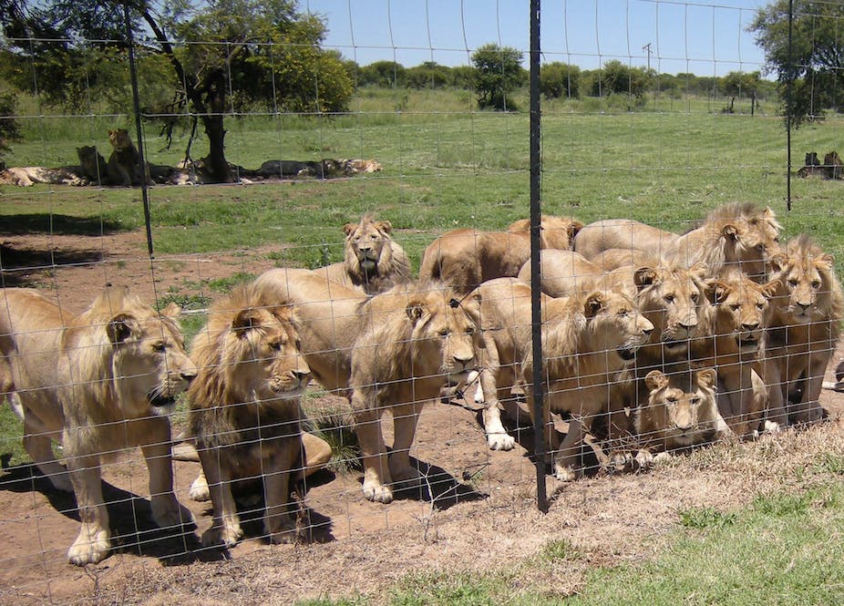 The Controversial Industry of Lion Farming in South Africa