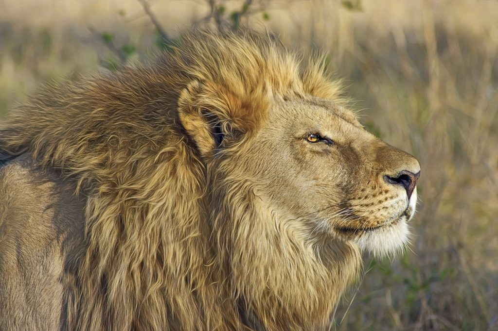 Ask The Experts: How Are Lions Adapted To Their Environments?
