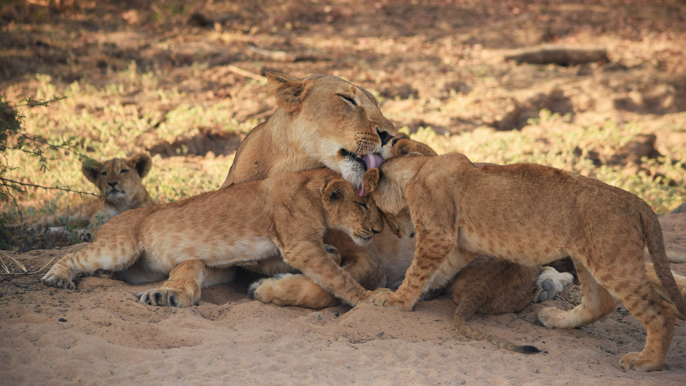 Community-Based Conservation: A Holistic Approach To Lion Protection