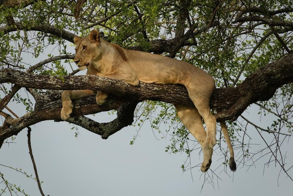 Conserving Lions And Their Prey: The Ecosystem Approach