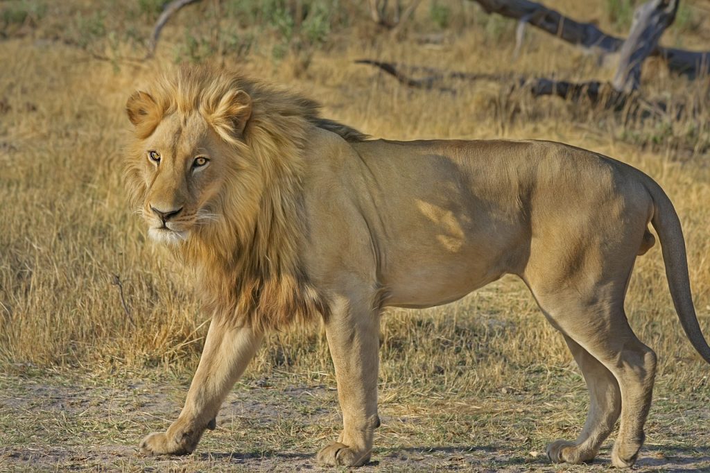 Lion Conservation In The Age Of Climate Change