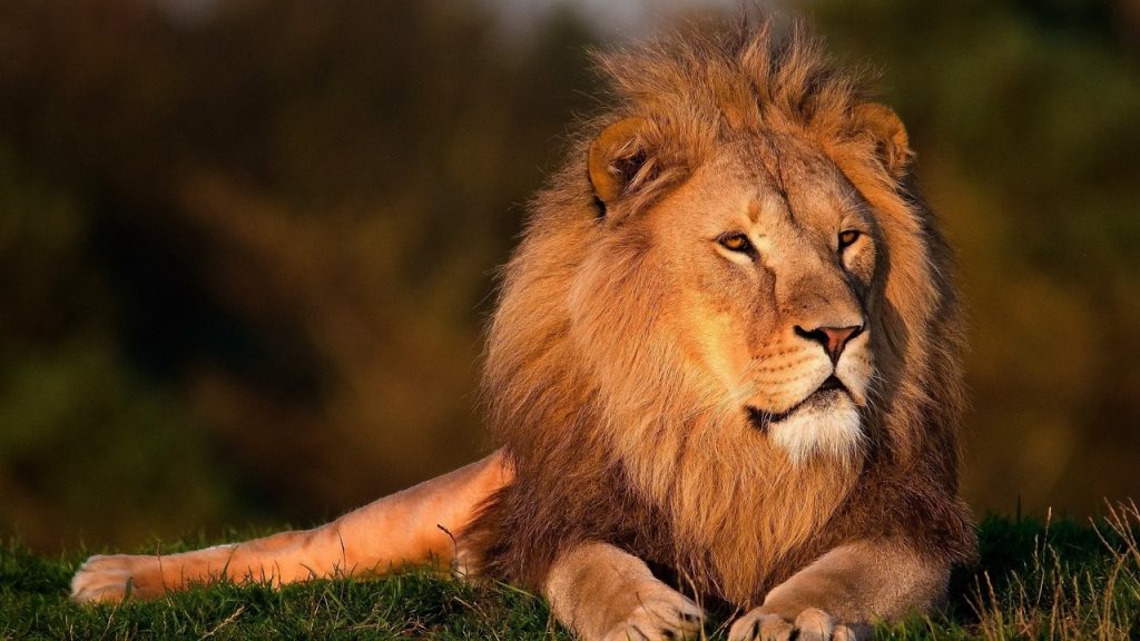 Lion Conservation In The Age Of Climate Change