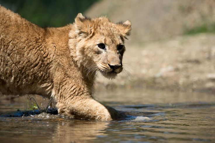 Lion Cubs: The Adorable Young Kings And Queens