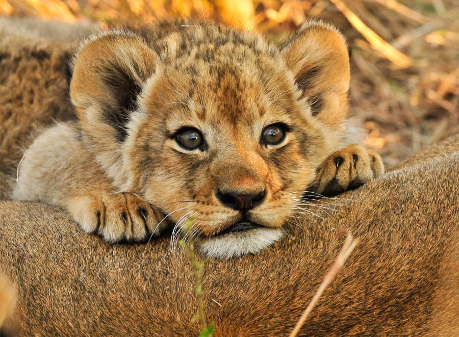 Lion Cubs: The Adorable Young Kings And Queens