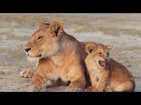 Lion Cubs: The Adorable Young Kings And Queens