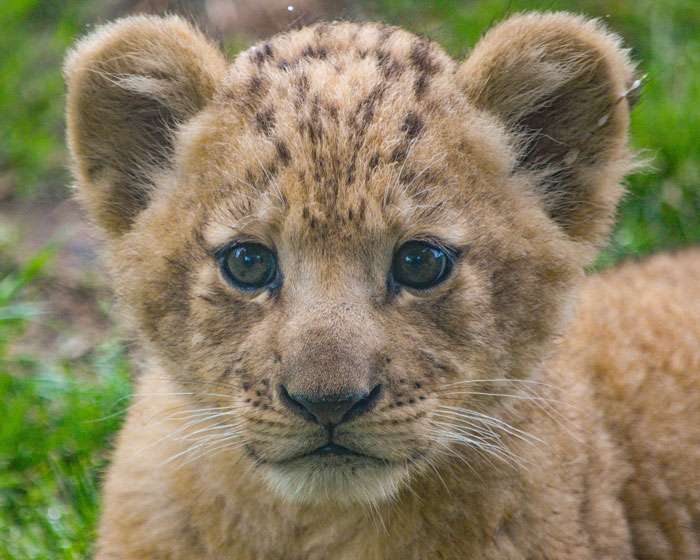 Lion Cubs: The Adorable Young Kings And Queens