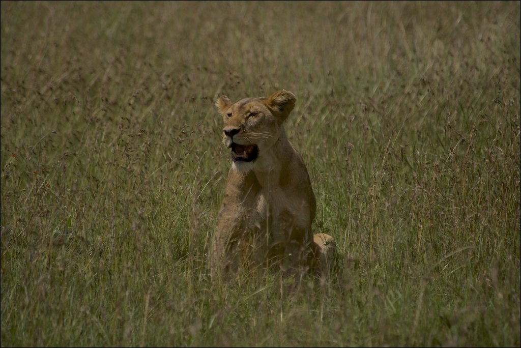 Lion Photography Tips: Get Expert Advice On Capturing The King Of Beasts