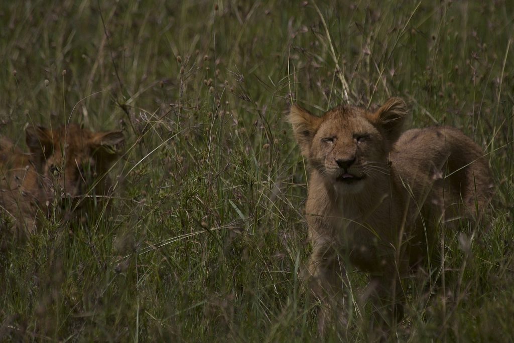 Lion Photography Tips: Get Expert Advice On Capturing The King Of Beasts