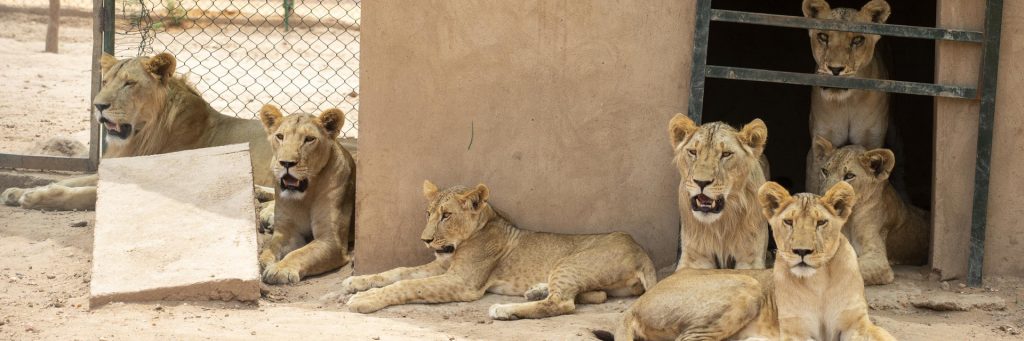 Saving Lions, One Paw At A Time: Lion Rehabilitation Centers