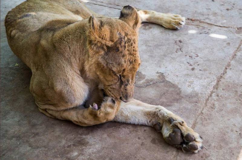 Saving Lions, One Paw At A Time: Lion Rehabilitation Centers