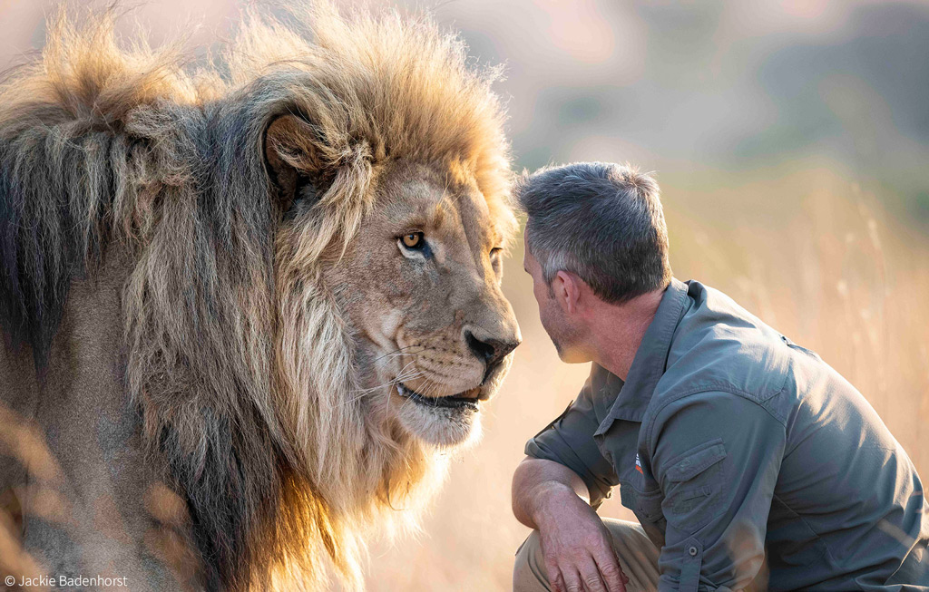 Saving Lions, One Paw At A Time: Lion Rehabilitation Centers