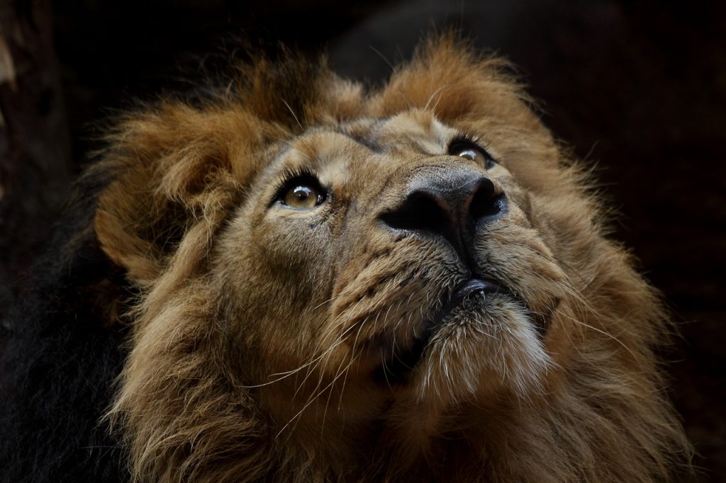 The Economic Value Of Lions: How Conservation Benefits Local Communities