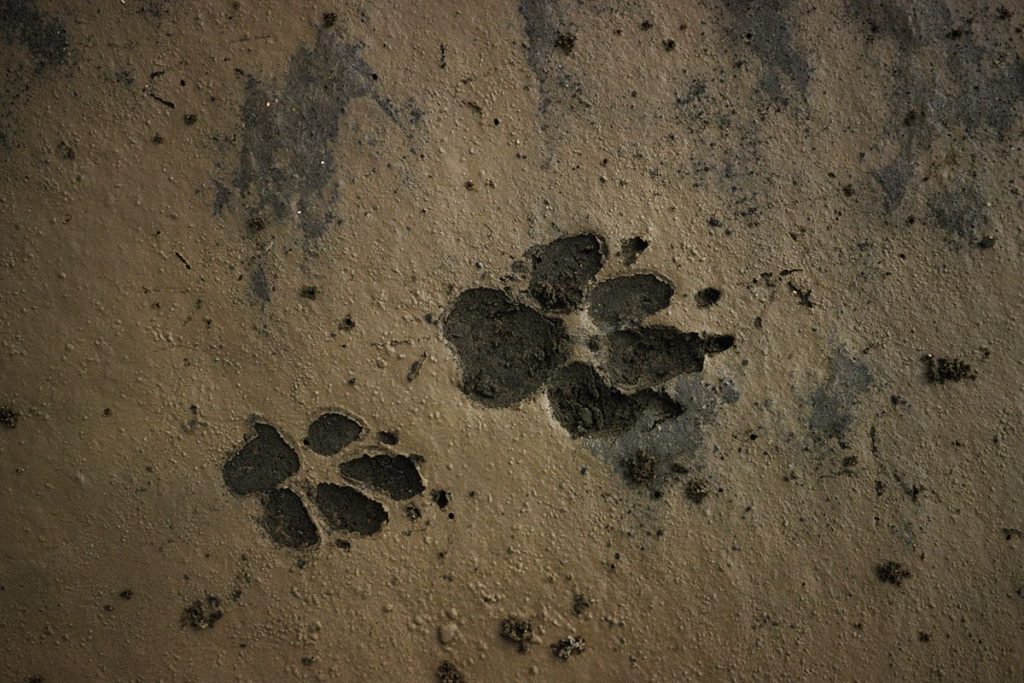 Ask The Experts: How To Identify Lion Tracks And Signs In The Wild