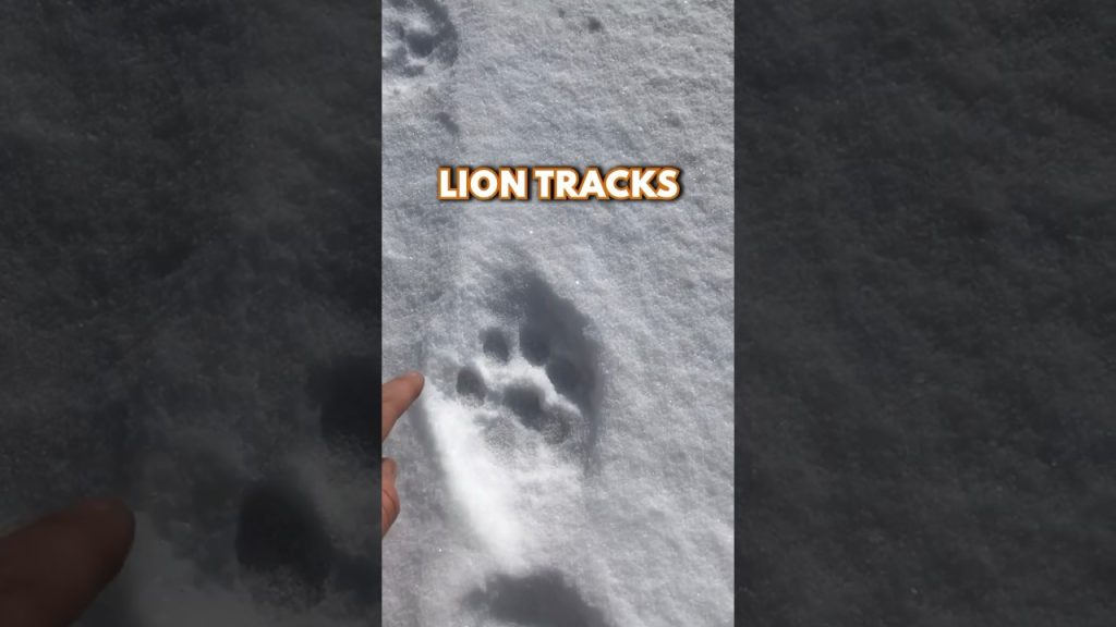 Ask The Experts: How To Identify Lion Tracks And Signs In The Wild