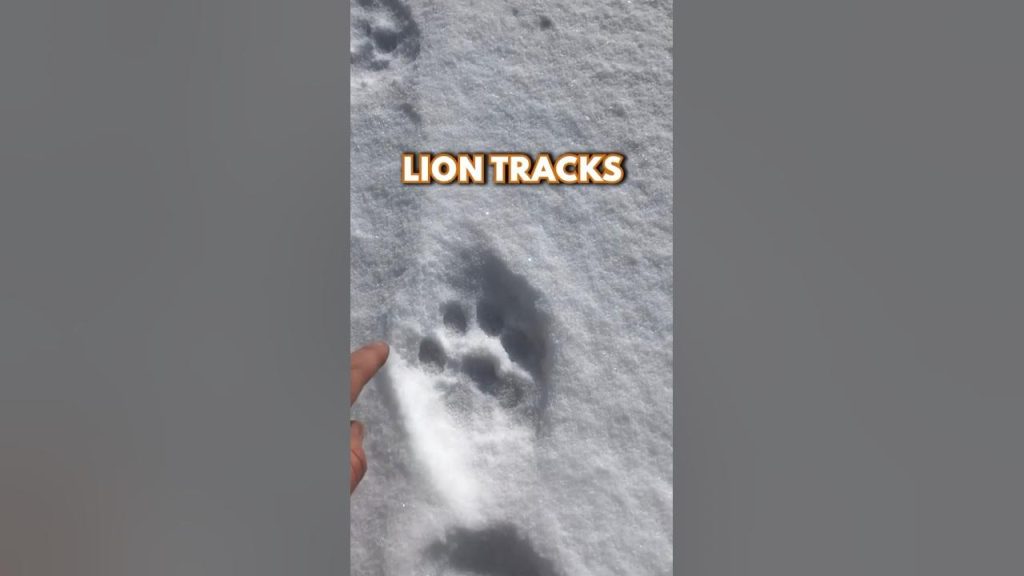 Ask The Experts: How To Identify Lion Tracks And Signs In The Wild