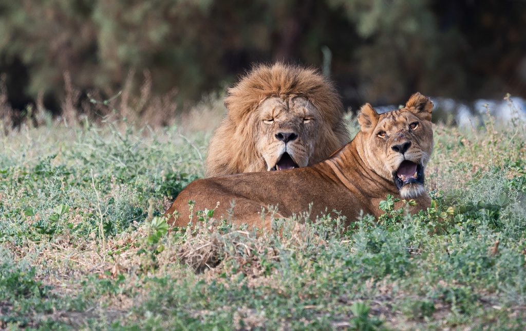 Community Dialogues On Lions: Fostering Understanding And Solutions