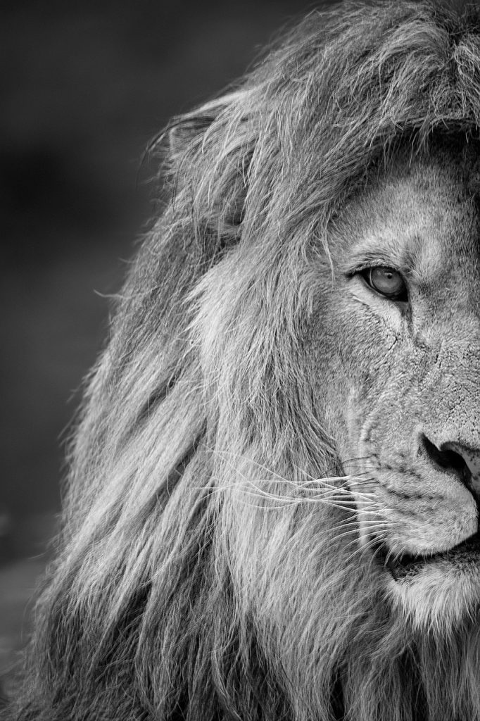 Famous Lion Encounters: Stories From The Wild