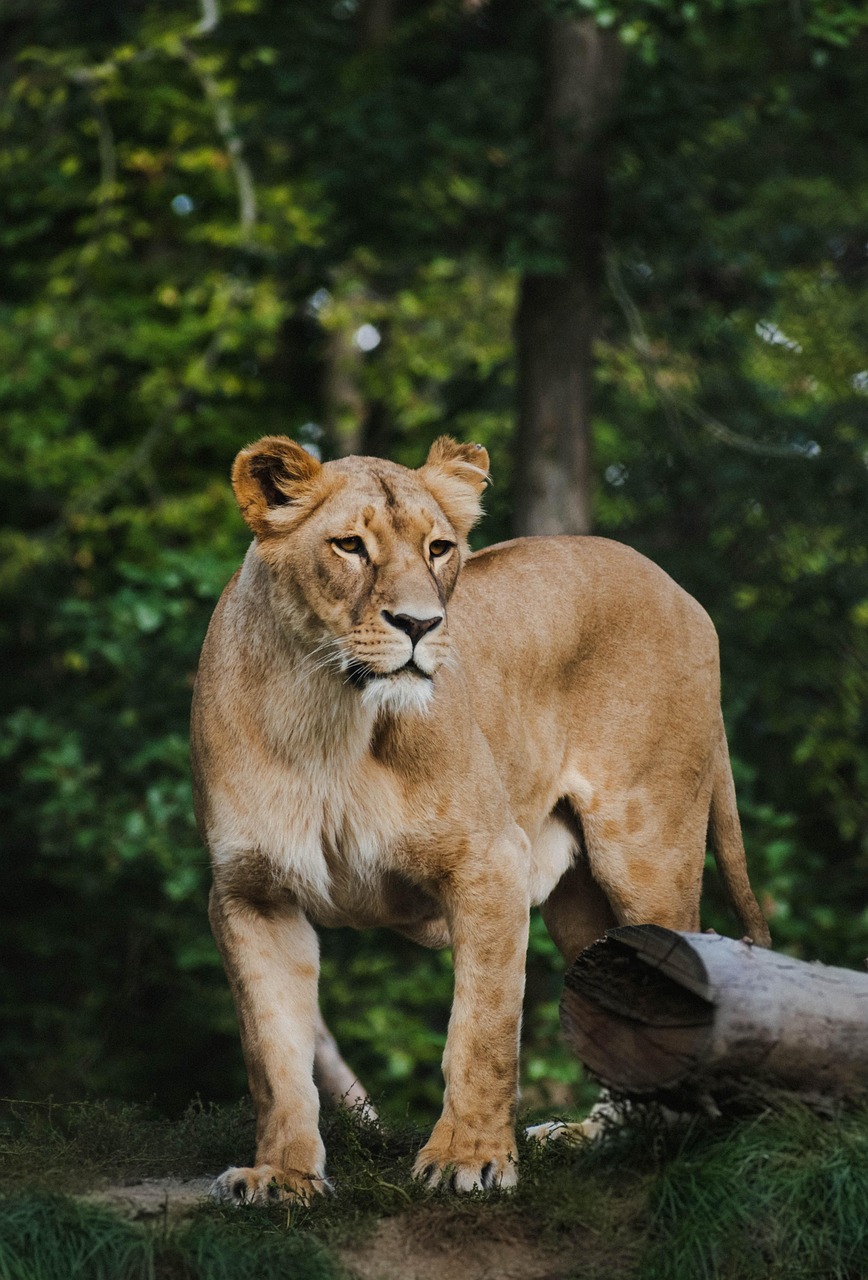 Famous Lion Encounters: Stories From The Wild