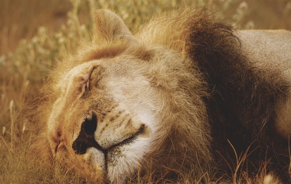 Lion Predators And Threats: A Closer Look At The Encyclopedia Entries