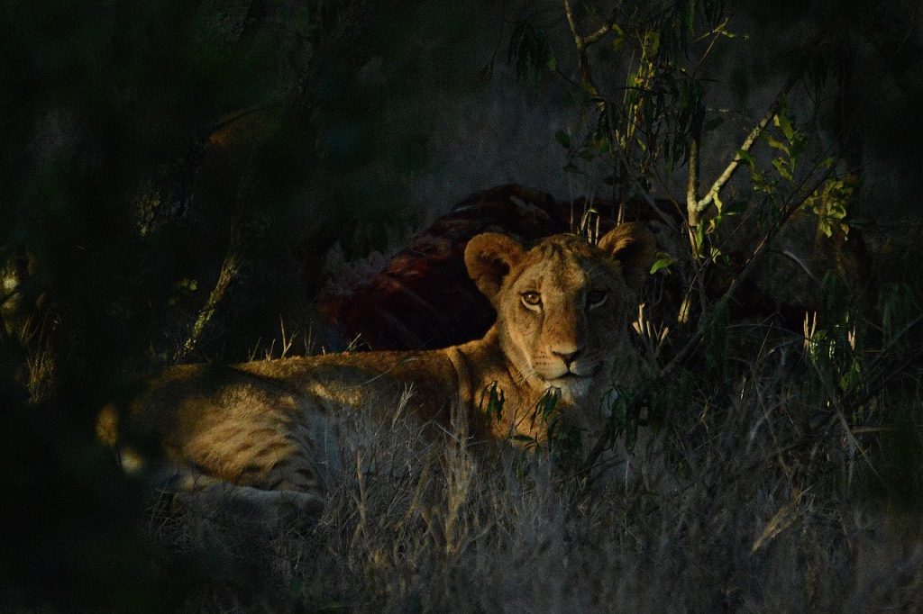 Lion Predators And Threats: A Closer Look At The Encyclopedia Entries