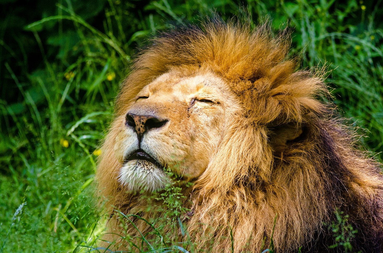 Lion Research And Conservation: What The Encyclopedia Reveals