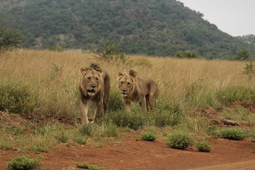 Local Knowledge In Lion Research: The Wisdom Of Communities