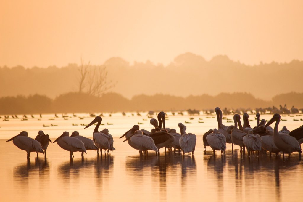 Reclaiming Lion Territory: Community-Led Habitat Restoration