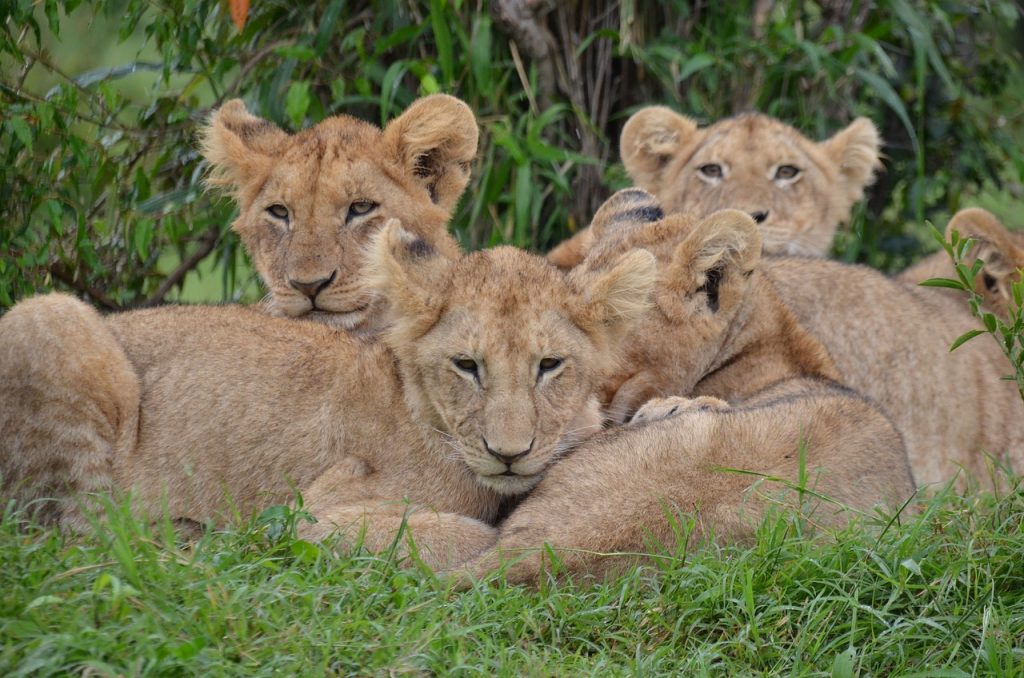 Rescuing Lion Cubs: Ethical Considerations In Conservation