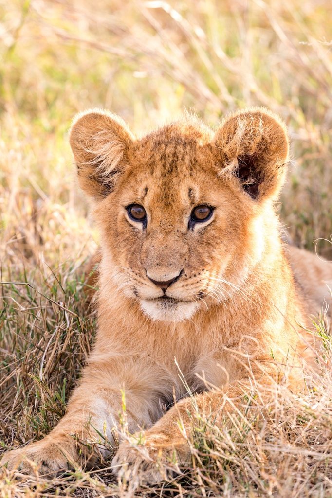 Rescuing Lion Cubs: Ethical Considerations In Conservation