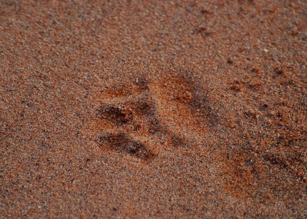 The Maneless Lions Of Tsavo: A Mysterious Phenomenon