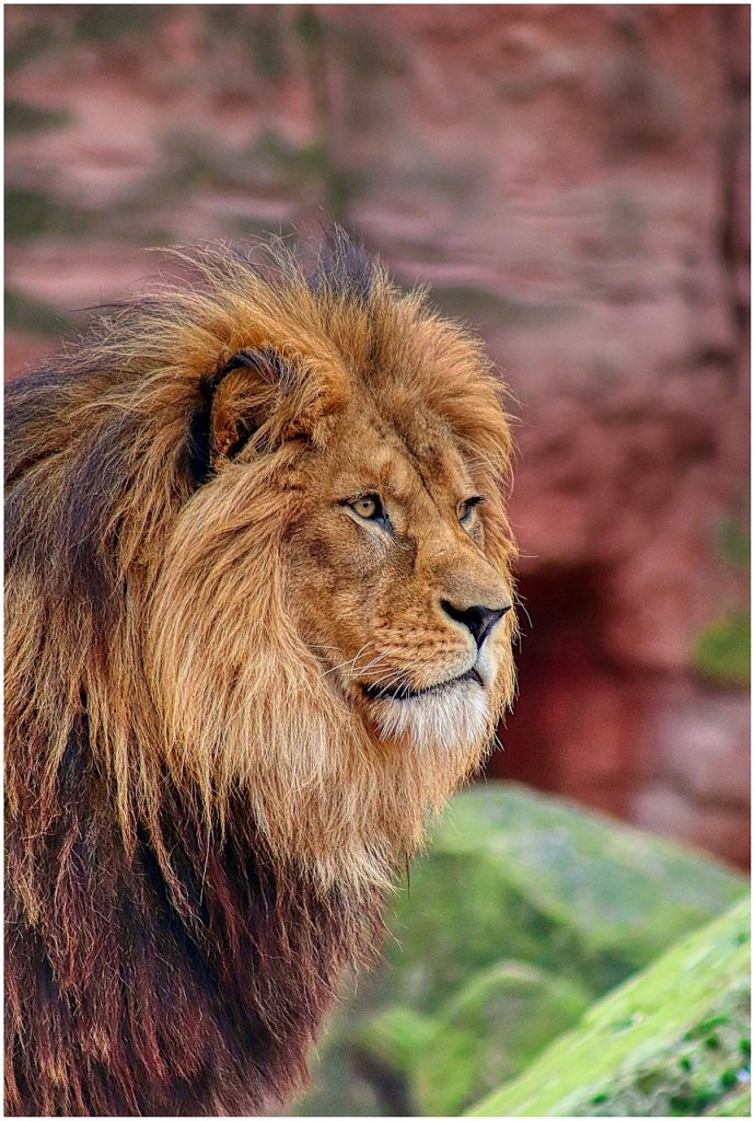 Celebrity Advocates For Lion Conservation: Whos Roaring For Lions?