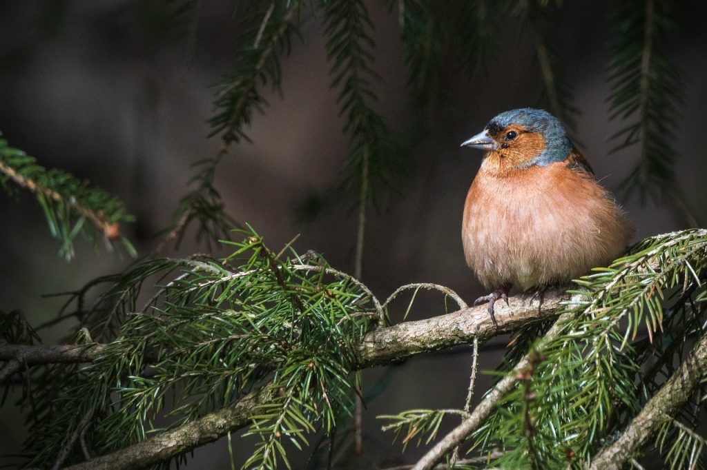 Creating Lion-Friendly Landscapes: A Guide For Landowners