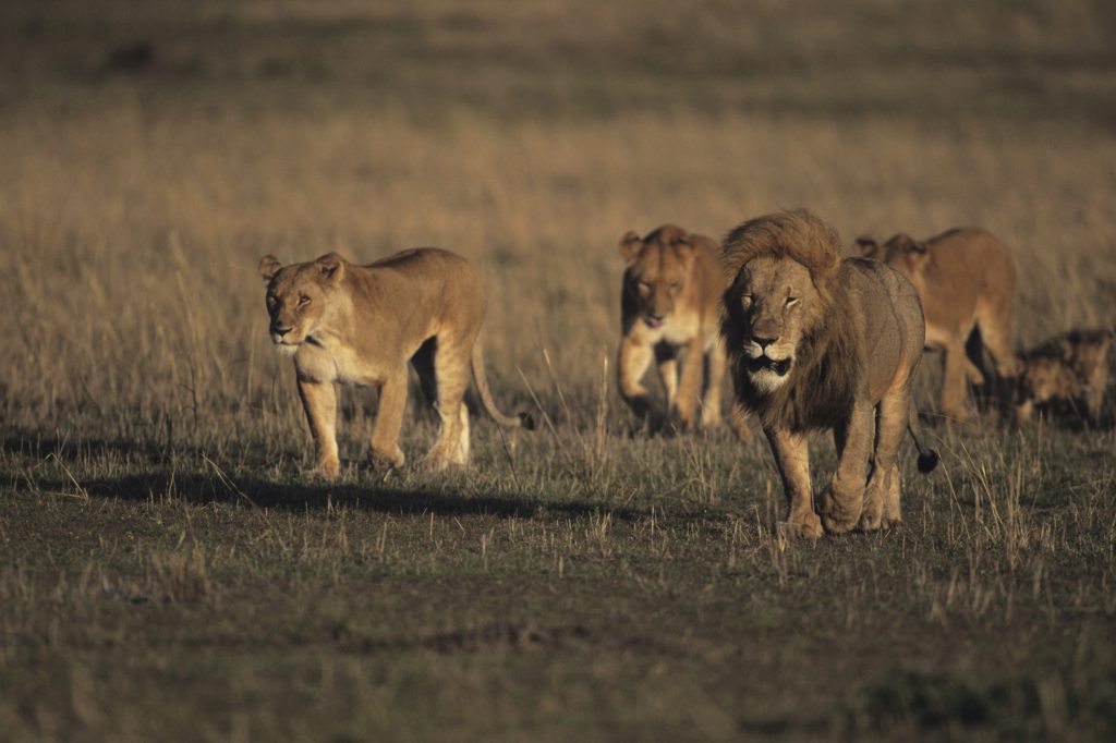 How Do Lions Decide Whos The Leader?