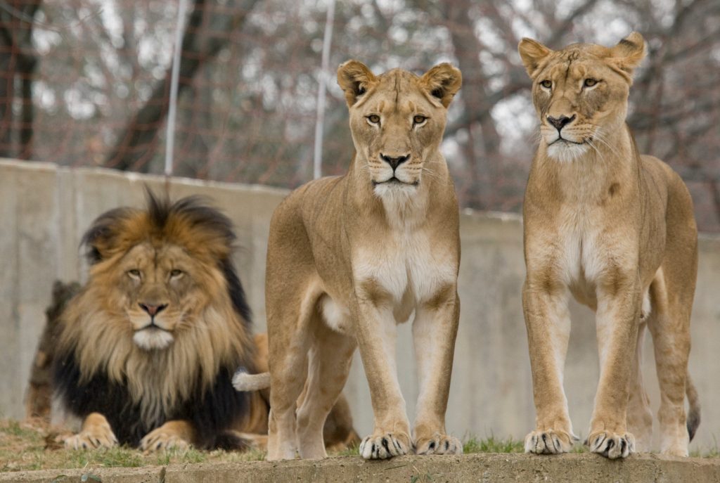 How Do Lions Decide Whos The Leader?