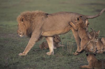 How Do Lions Decide Whos The Leader?