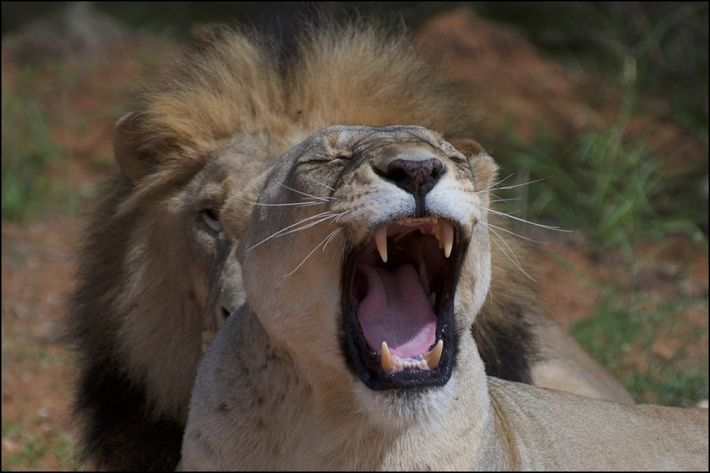 Lion Behavior In Captivity: Insights From Zoos And Sanctuaries