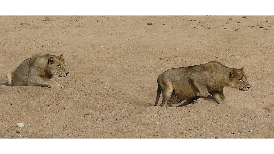 Lion Conservation And International Agreements