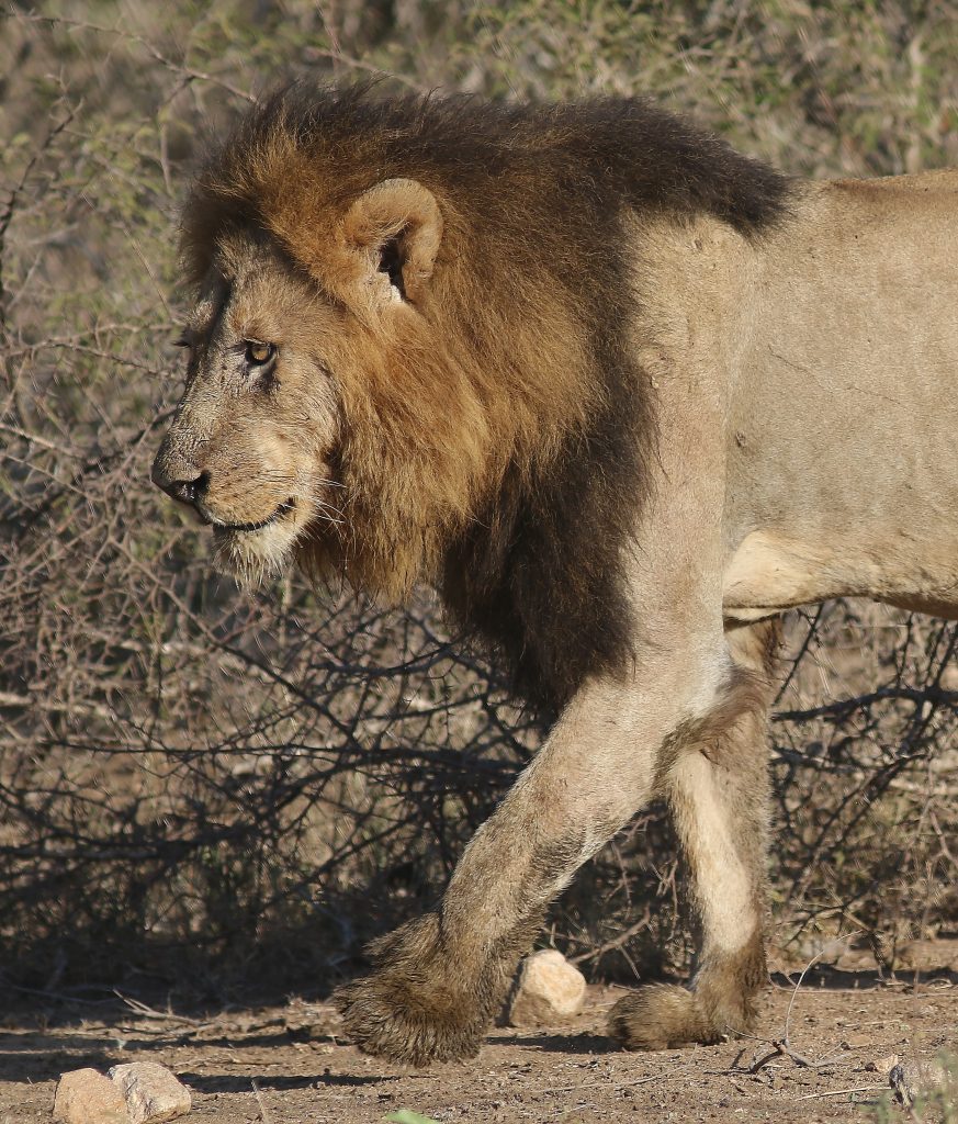 Lion Conservation And International Agreements