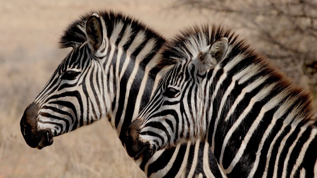 Lion Encounters In Safari Adventures: Real-Life Stories